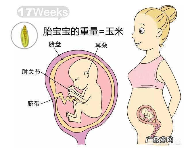胎儿1-40周的发育过程如何?