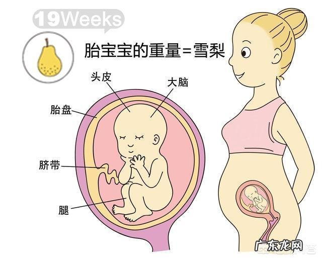 胎儿1-40周的发育过程如何?