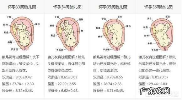 胎儿1-40周的发育过程如何？