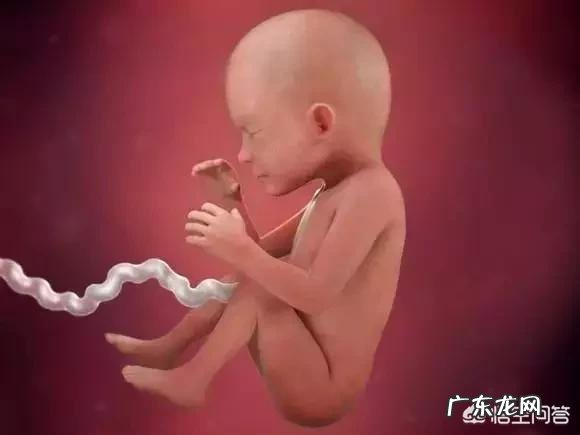 胎儿1-40周的发育过程如何?