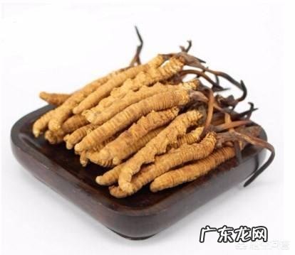 冬虫夏草可收泡开水当茶饮吗冬夏草的功效与作用是怎样的?