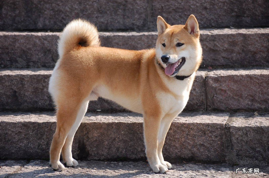 田园犬有大型狗吗