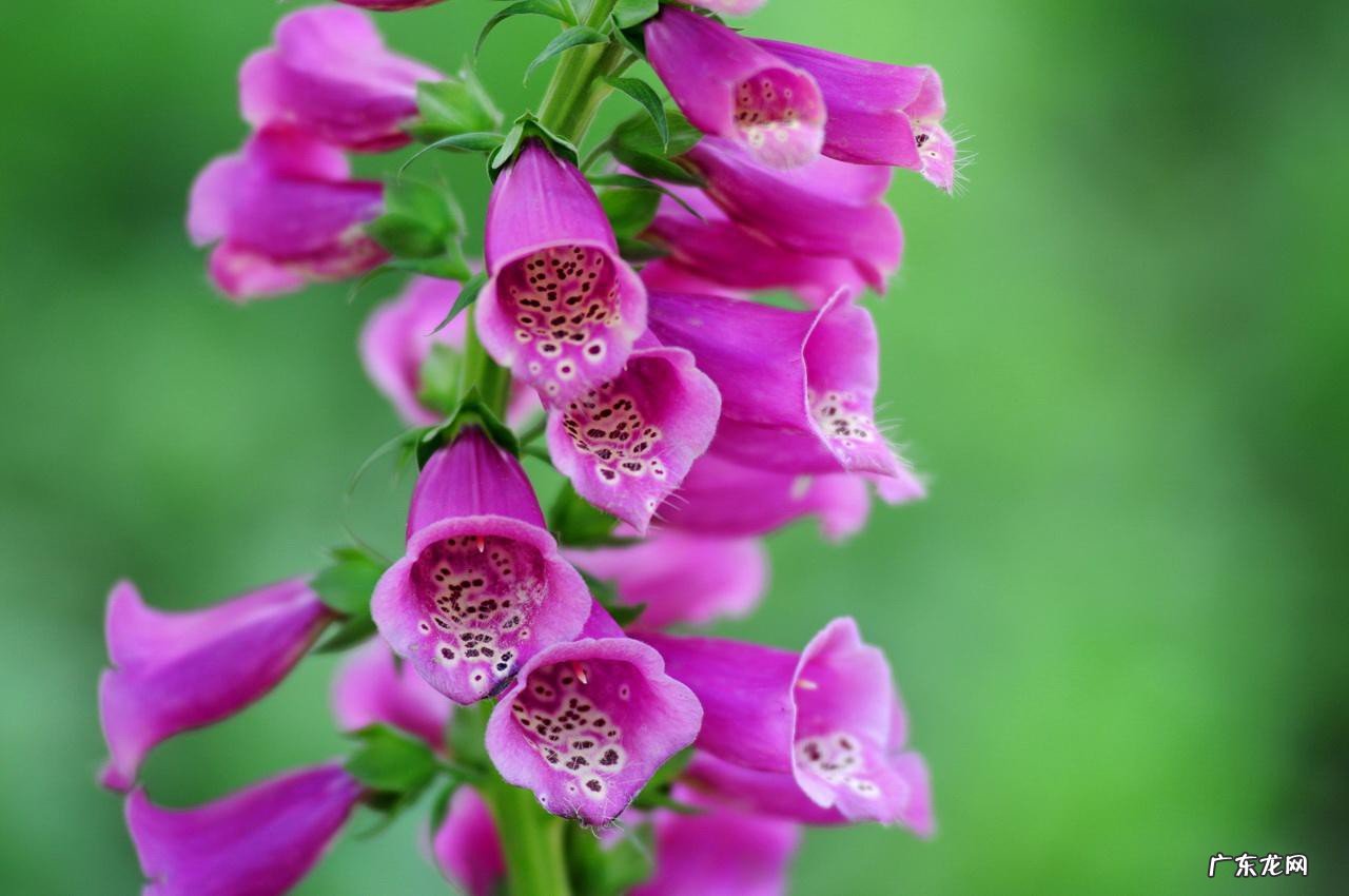 洋地黄是什么药