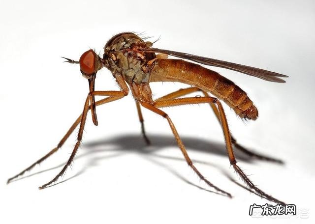 宝宝被蚊子咬了,哪些方法可以缓解呢?