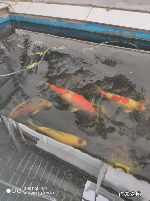 观赏鱼很难饲养吗?