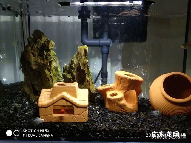 观赏鱼很难饲养吗?