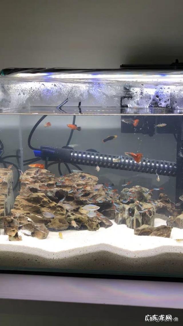 观赏鱼很难饲养吗?