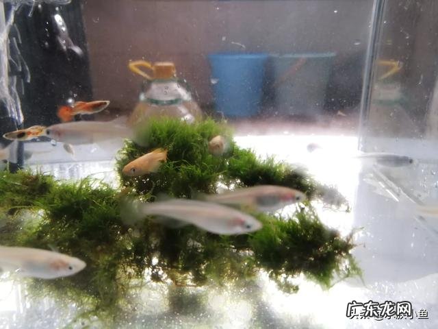 观赏鱼很难饲养吗?