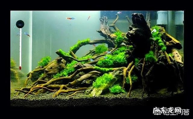 观赏鱼很难饲养吗?