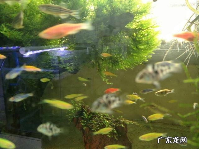 观赏鱼很难饲养吗?