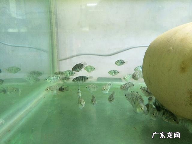 观赏鱼很难饲养吗?