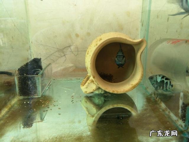 观赏鱼很难饲养吗?