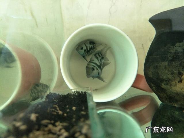 观赏鱼很难饲养吗?