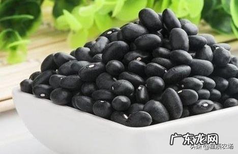 黑芸豆如何进行高产栽培?