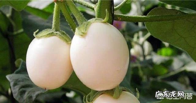 有种长在树上的“白鸡蛋”你见过吗，吃了它真的可以美容吗？