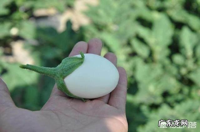 有种长在树上的“白鸡蛋”你见过吗，吃了它真的可以美容吗？