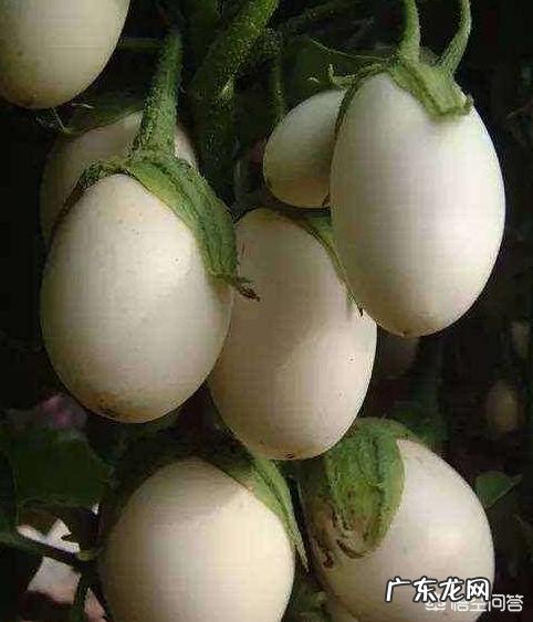 有种长在树上的“白鸡蛋”你见过吗，吃了它真的可以美容吗？