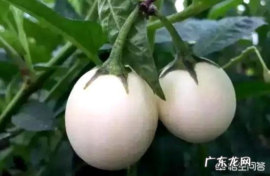 有种长在树上的“白鸡蛋”你见过吗，吃了它真的可以美容吗？