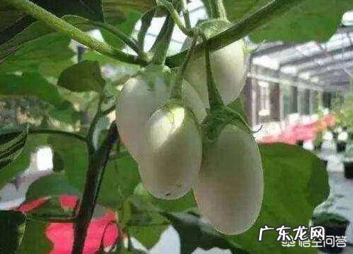 有种长在树上的“白鸡蛋”你见过吗，吃了它真的可以美容吗？