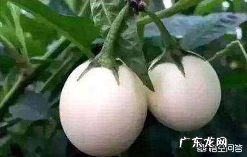 有种长在树上的“白鸡蛋”你见过吗，吃了它真的可以美容吗？
