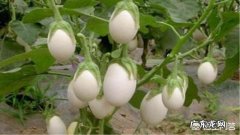 有种长在树上的“白鸡蛋”你见过吗，吃了它真的可以美容吗？