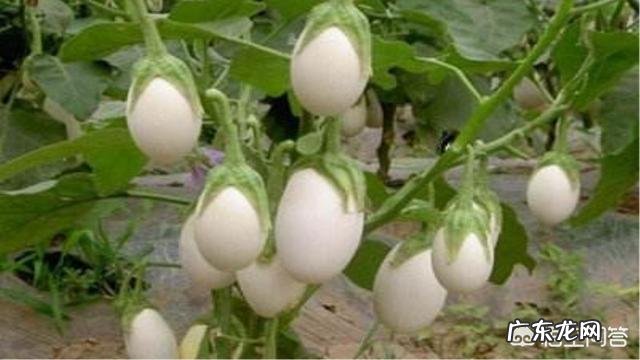 有种长在树上的“白鸡蛋”你见过吗，吃了它真的可以美容吗？