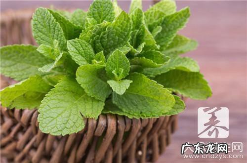 南非叶哪些人不适合吃