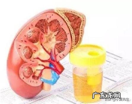 尿蛋白多少正常？