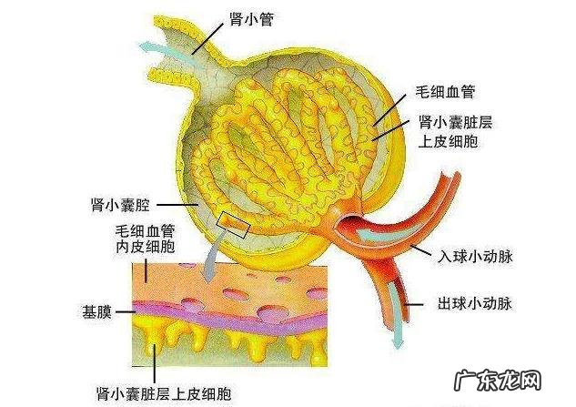 尿蛋白多少正常？