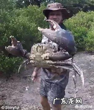 澳洲红蟹成群结队迁徙,是因为过多泛滥吗?红蟹可以吃吗?