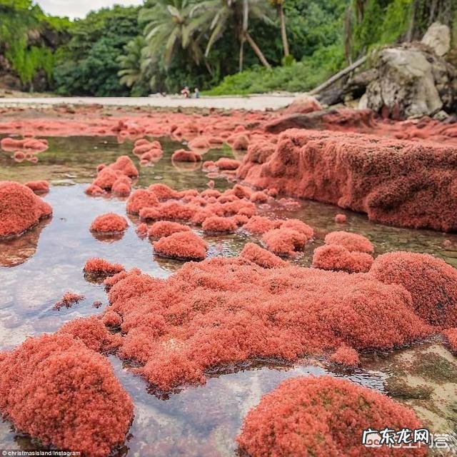 澳洲红蟹成群结队迁徙,是因为过多泛滥吗?红蟹可以吃吗?