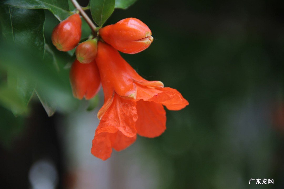 石榴花怎么养才长得好