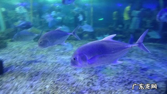 看完《美丽人生》这个电影,你有何感悟?