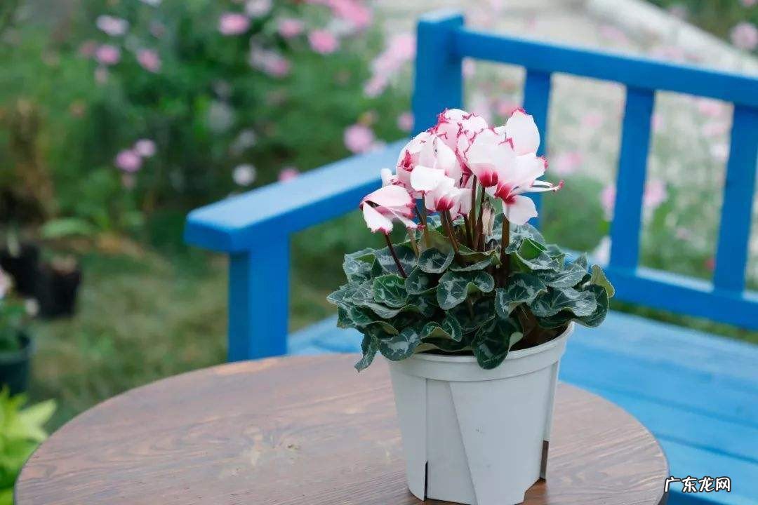 什么花招财转运