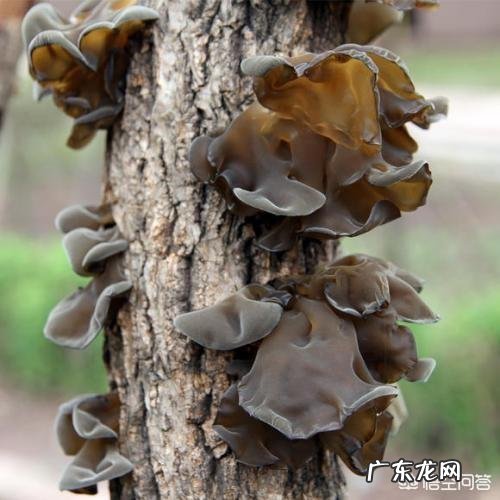 种植黑木耳的原材料是什么,需要注意些什么?