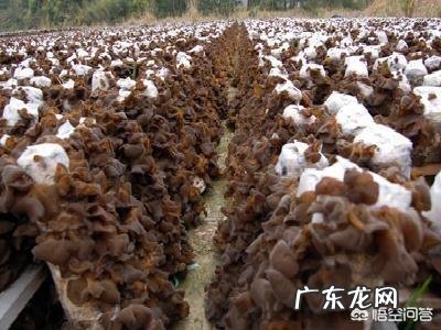 种植黑木耳的原材料是什么,需要注意些什么?