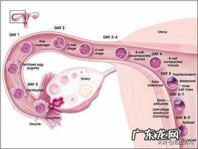 受精卵为什么会着床失败？