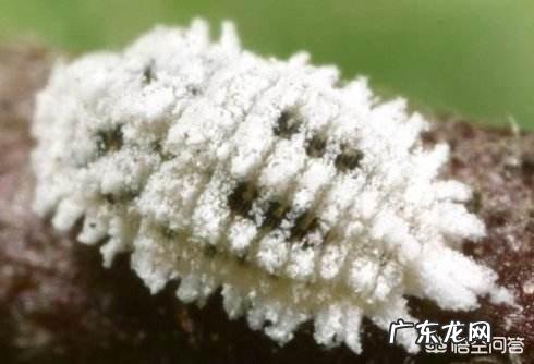 白醋杀虫的使用方法是怎样的?