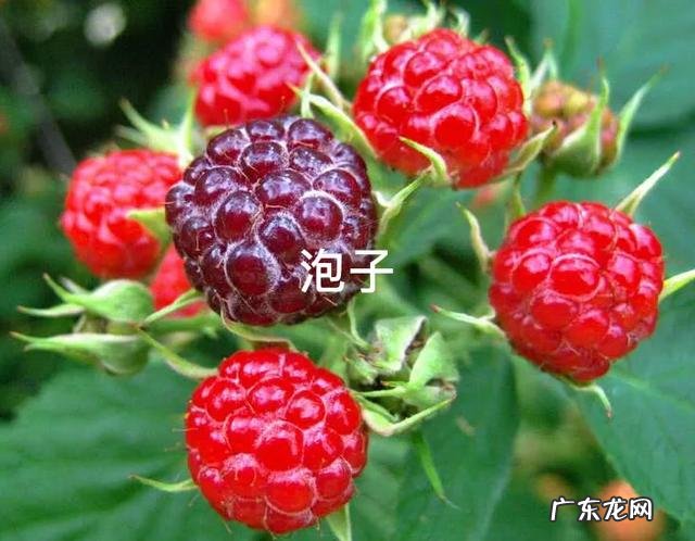 小时候农村里常见的野果,你还记得哪些?