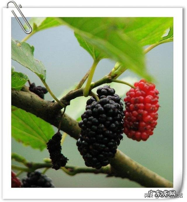 小时候农村里常见的野果,你还记得哪些?