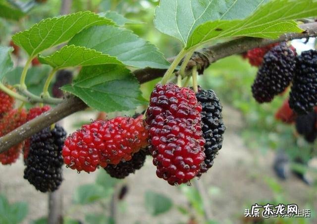 小时候农村里常见的野果,你还记得哪些?