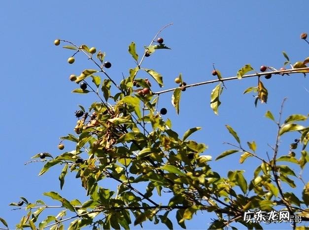 小时候农村里常见的野果,你还记得哪些?