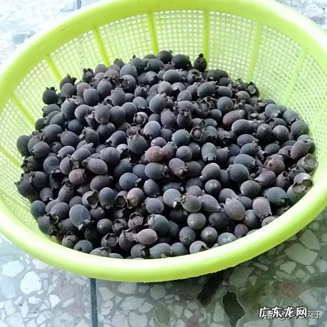 小时候农村里常见的野果,你还记得哪些?