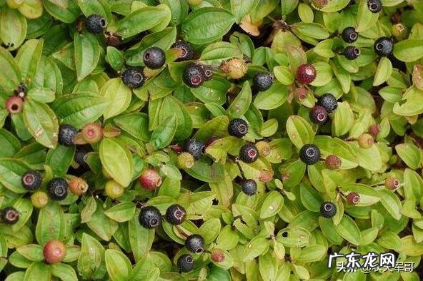 小时候农村里常见的野果,你还记得哪些?