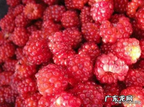 小时候农村里常见的野果,你还记得哪些?