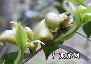 小时候农村里常见的野果,你还记得哪些?