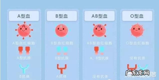 什么血型的爸妈组合生的孩子容易溶血?