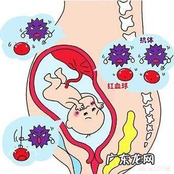 什么血型的爸妈组合生的孩子容易溶血?