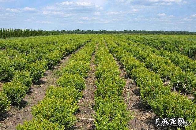 黄杨叶子干枯怎么办？