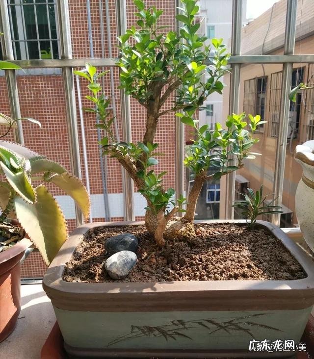 黄杨叶子干枯怎么办？